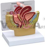 Female Pelvis Anatomy Model Cross-section